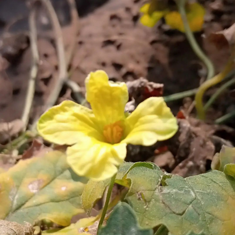 Small bitter gourd Karela seeds - 200