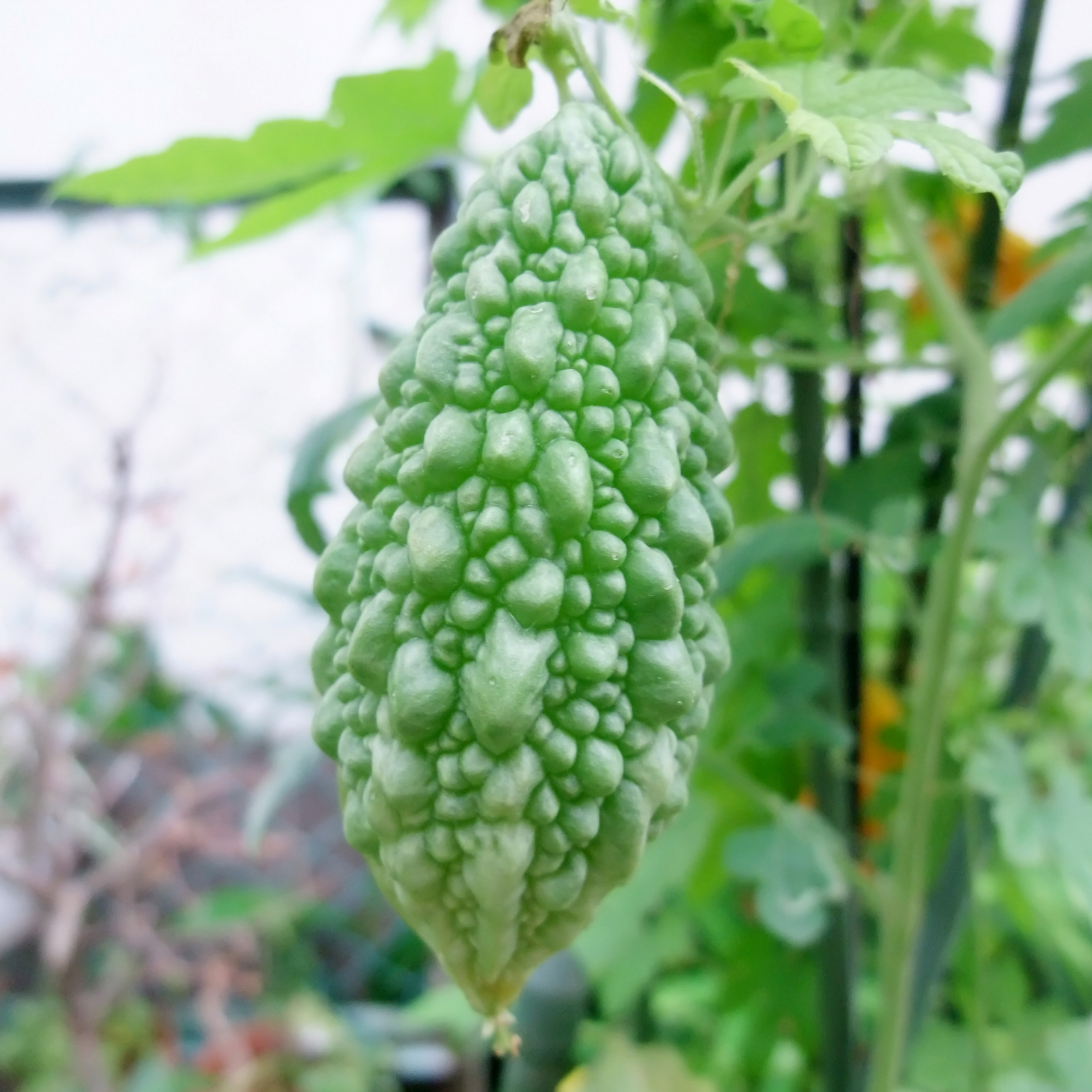 Small bitter gourd Karela seeds - 200