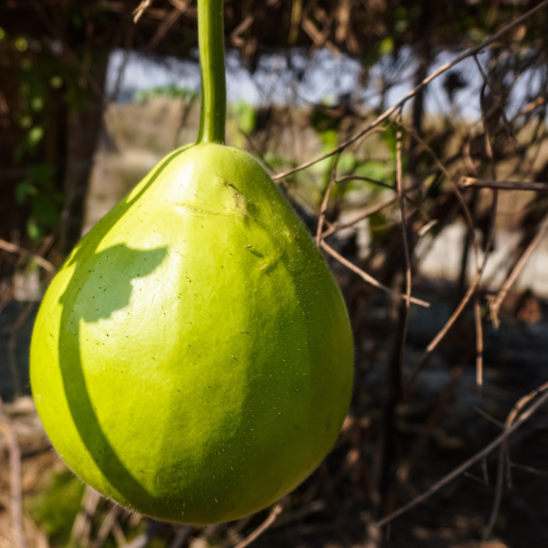 Bottle gourd melon long Durgesh Gutka seeds - 10