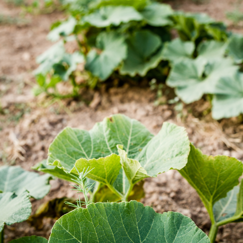 Winter Pumpkin, Sweet Winter Squash seeds - 15