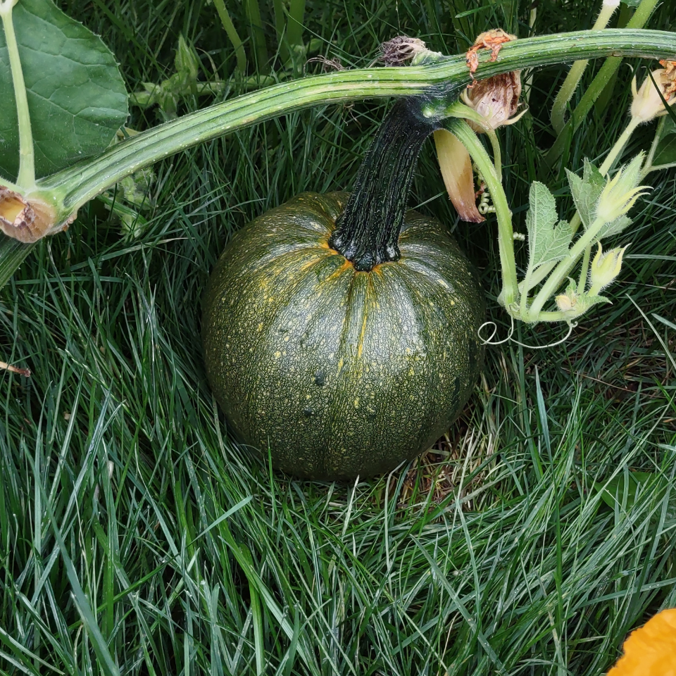Winter Pumpkin, Sweet Winter Squash seeds - 15