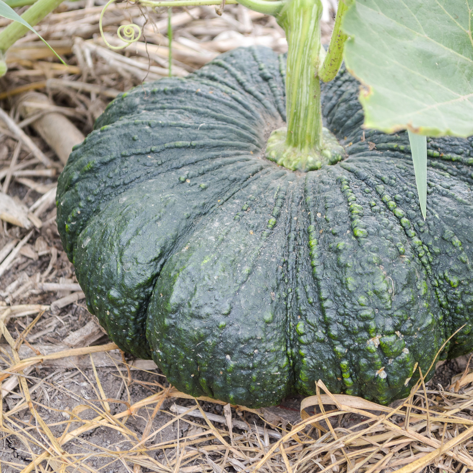 Winter Pumpkin, Sweet Winter Squash seeds - 15