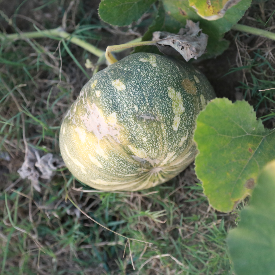 Winter Pumpkin, Sweet Winter Squash seeds - 15