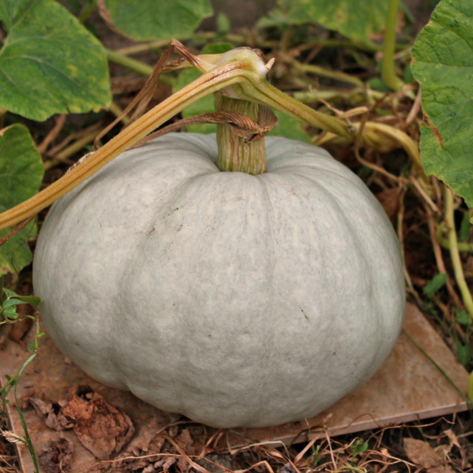 Winter Pumpkin, Sweet Winter Squash seeds - 15