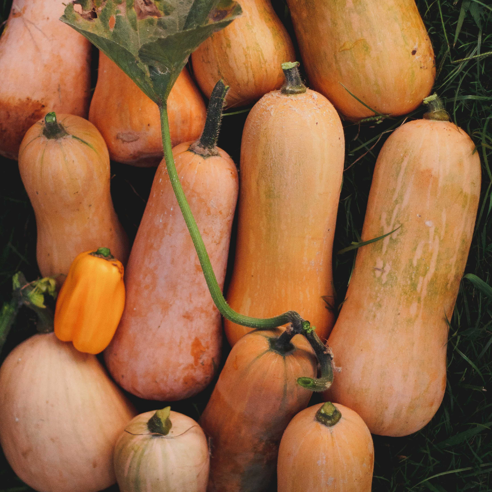 Pumpkin Butternut seeds - 5