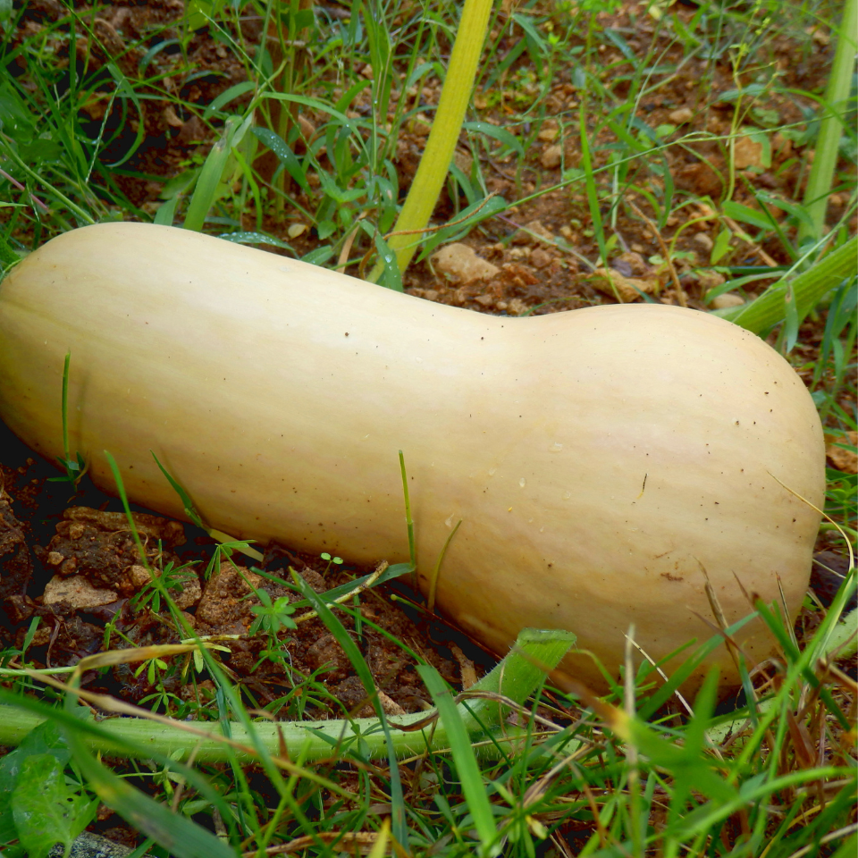 Pumpkin Butternut seeds - 5