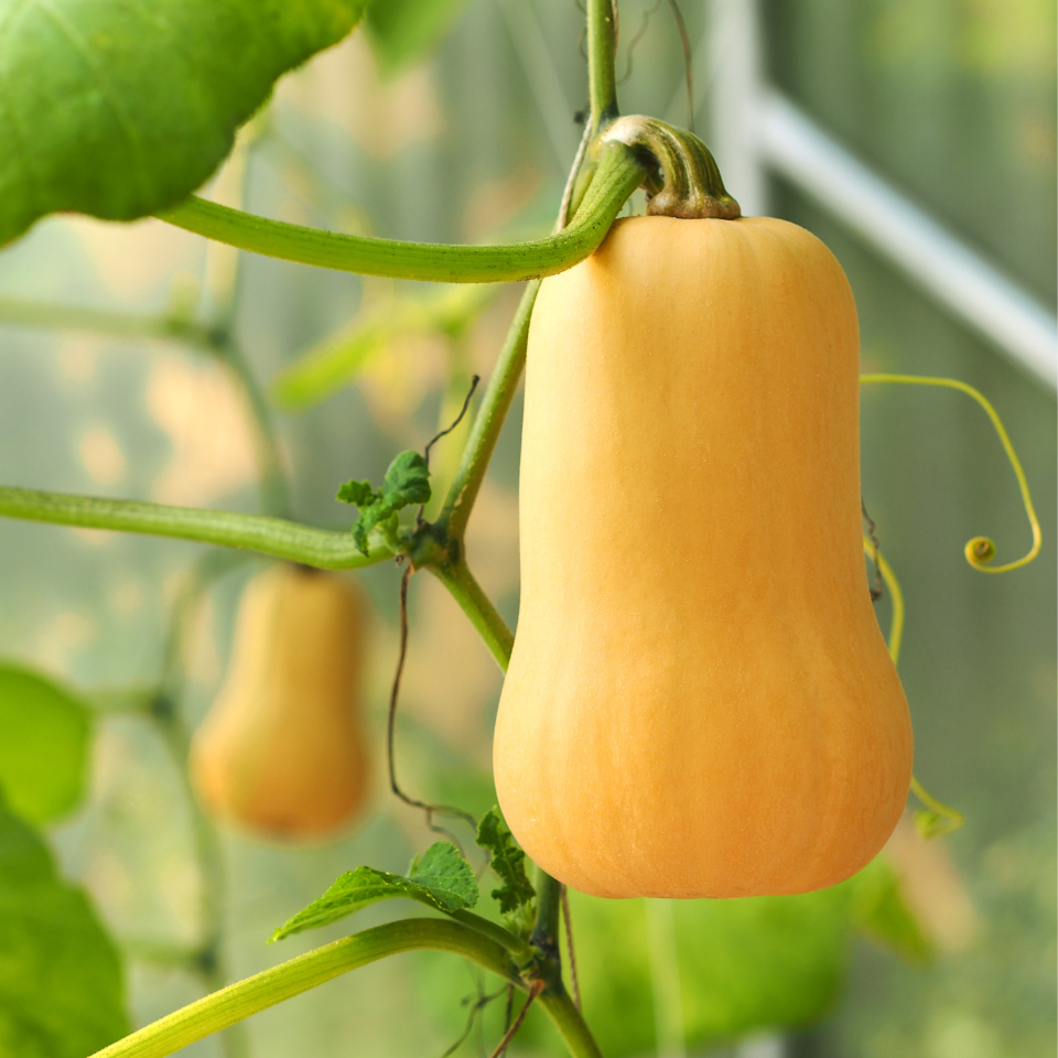 Pumpkin Butternut seeds - 5