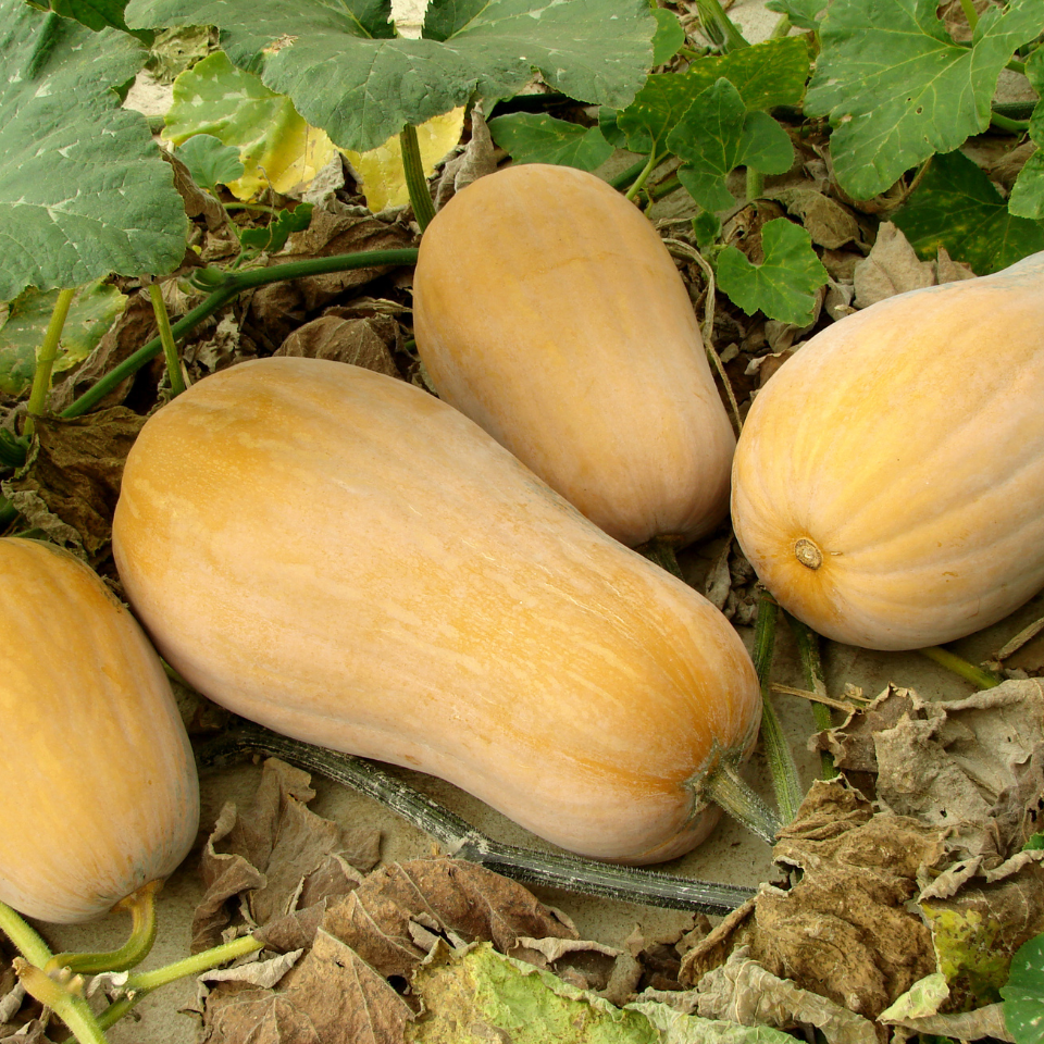 Pumpkin Butternut seeds - 5