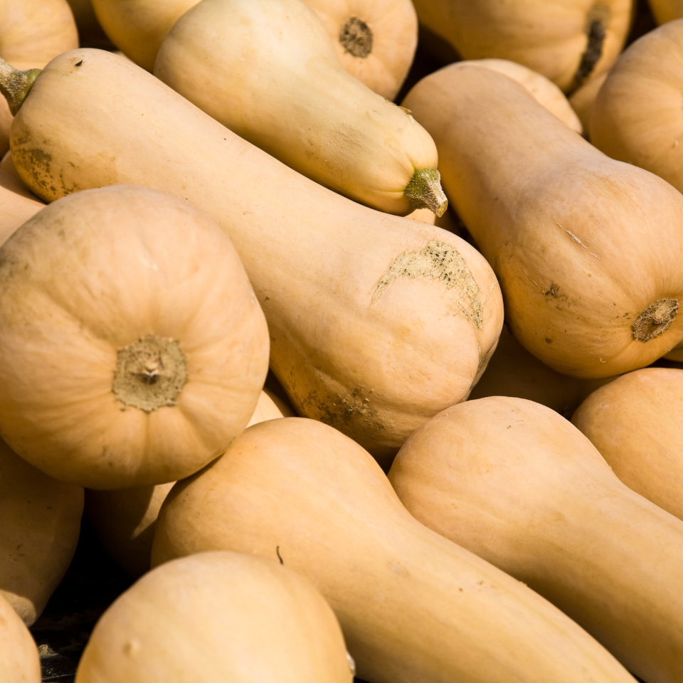 Pumpkin Butternut seeds - 5