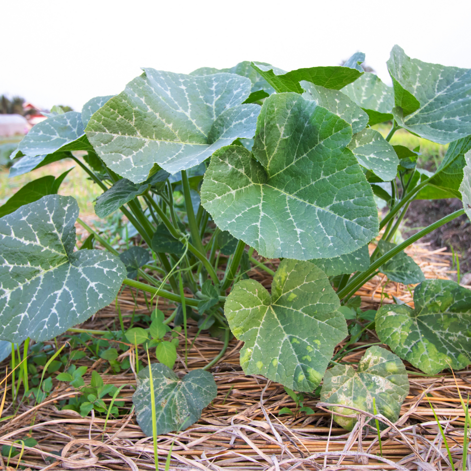 Grey Pumpkin, Queensland Blue Pumpkin seeds - 5