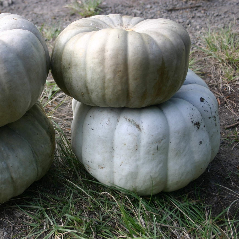 Grey Pumpkin, Queensland Blue Pumpkin seeds - 5