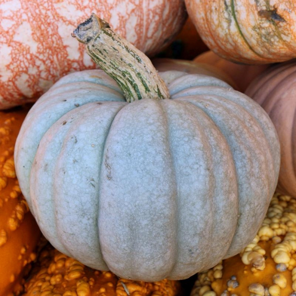 Grey Pumpkin, Queensland Blue Pumpkin seeds - 5