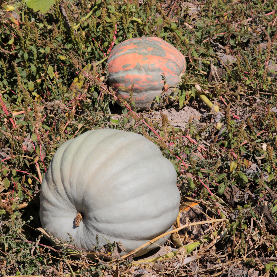 Grey Pumpkin, Queensland Blue Pumpkin seeds - 5