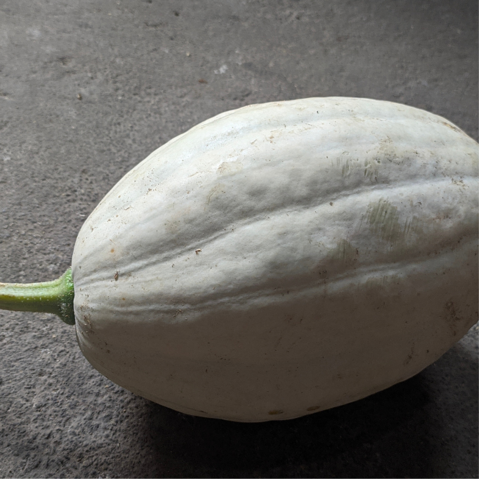 Grey Pumpkin, Queensland Blue Pumpkin seeds - 5