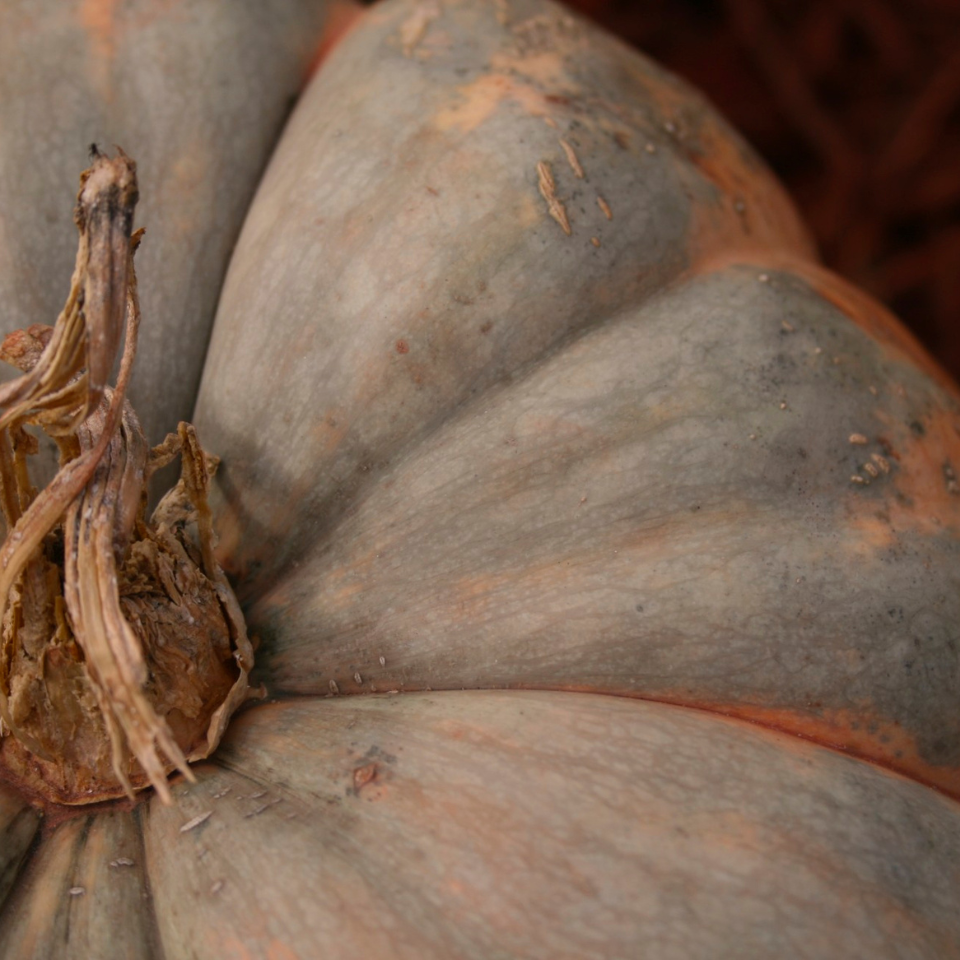 Grey Pumpkin, Queensland Blue Pumpkin seeds - 5