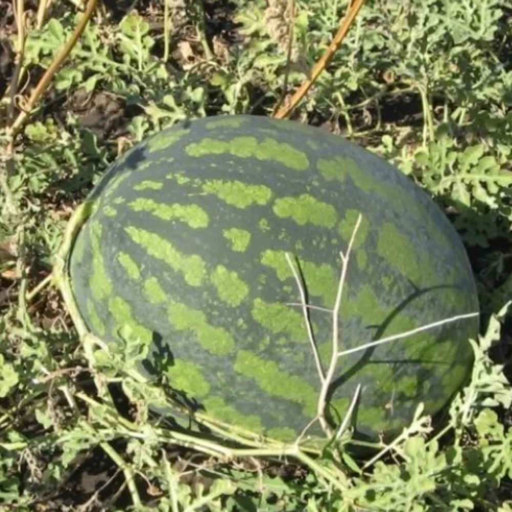 Watermelon Pink Frosty seeds - 5
