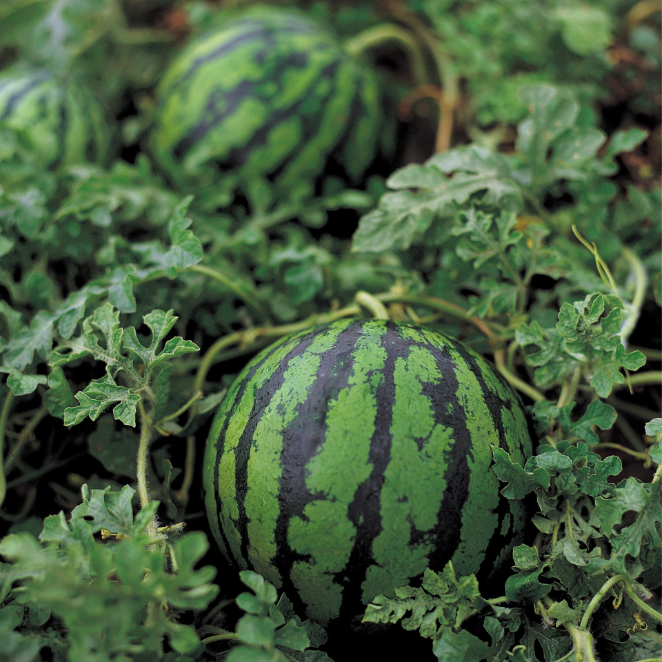 Watermelon Pink Frosty seeds - 5