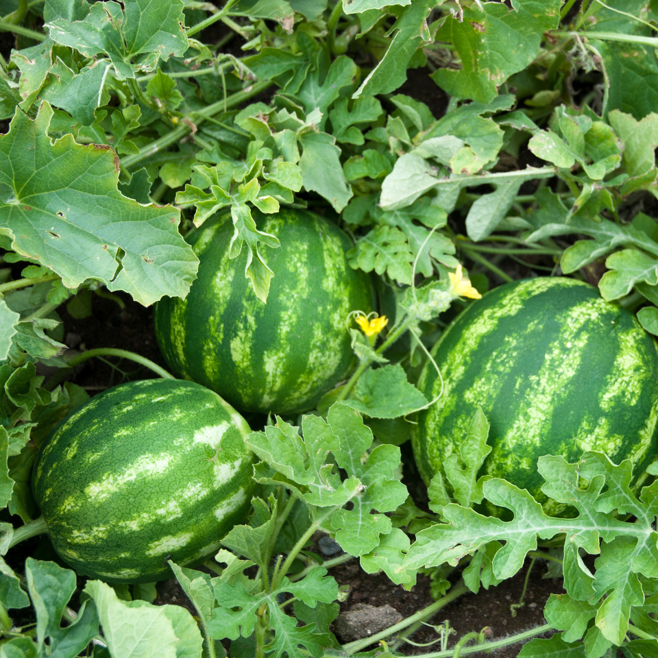 Watermelon Pink Frosty seeds - 5