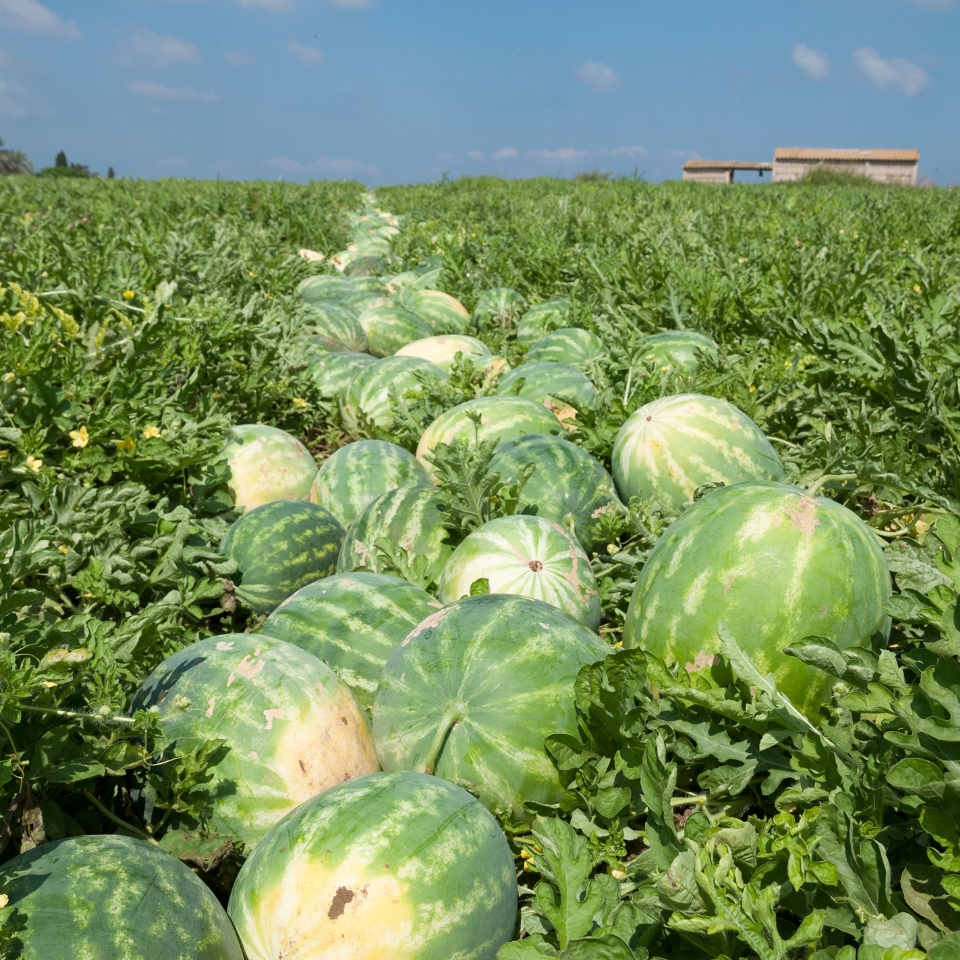 Watermelon Pink Frosty seeds - 5