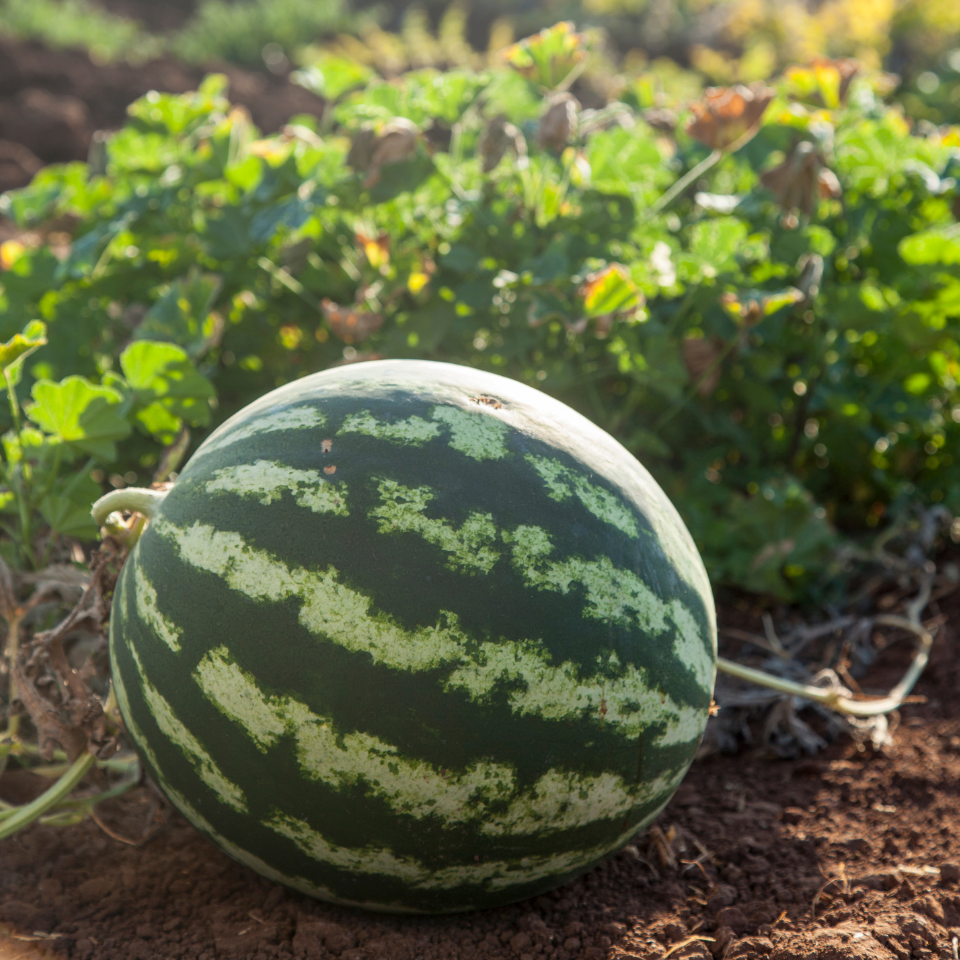 Watermelon Pink Frosty seeds - 5