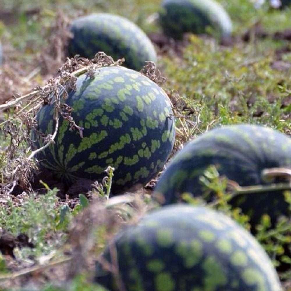 Watermelon Pink Frosty seeds - 5