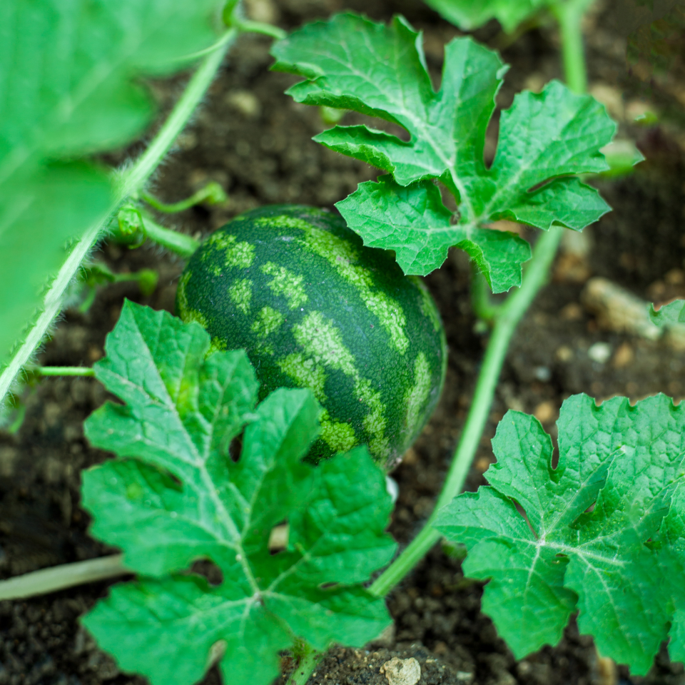 Watermelon Pink Frosty seeds - 5