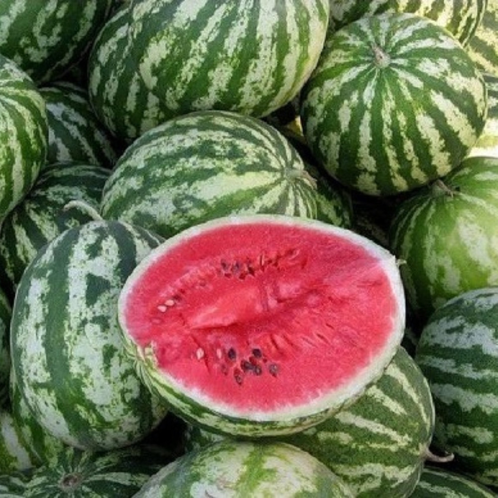 Watermelon Pink Frosty seeds - 5