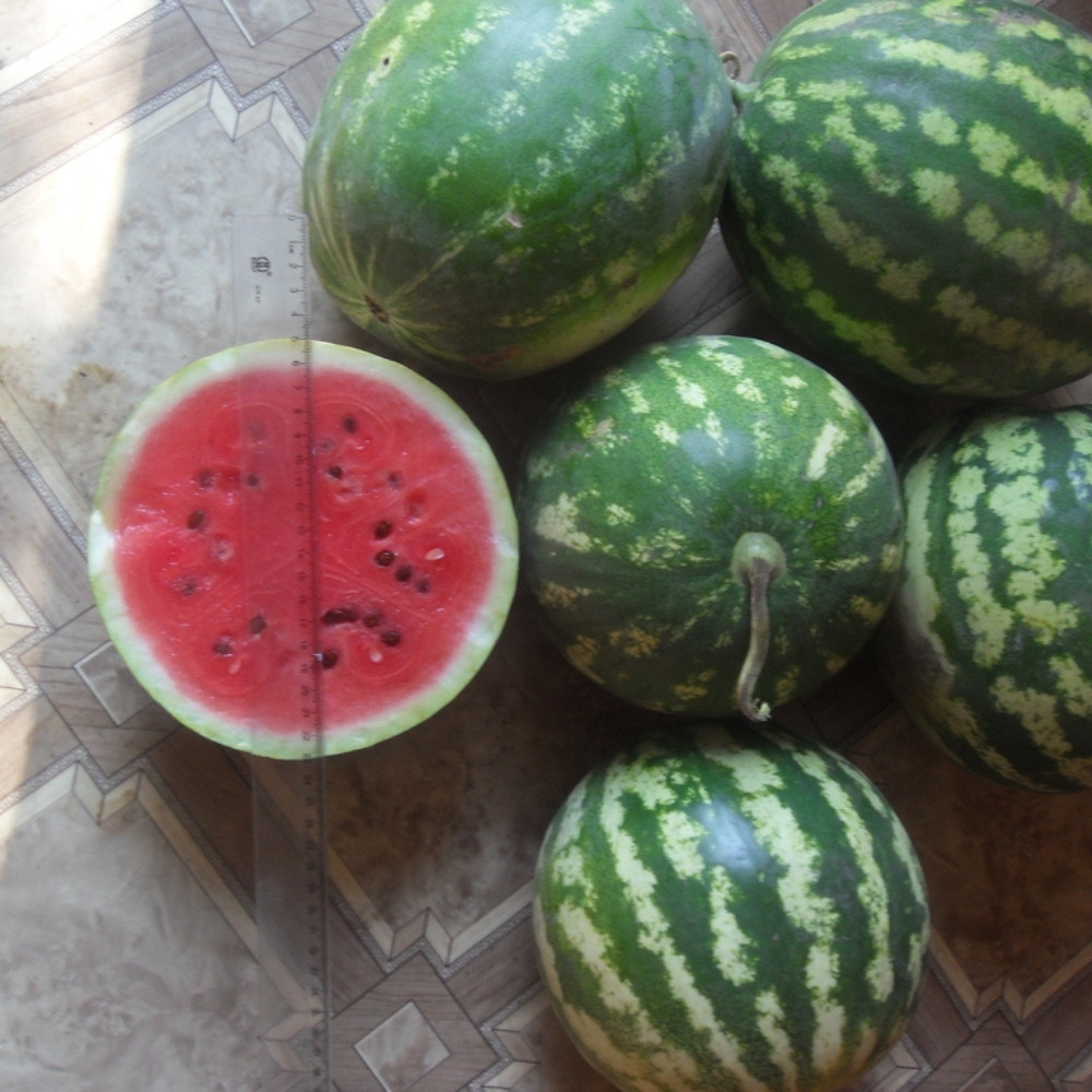 Watermelon Pink Frosty seeds - 5