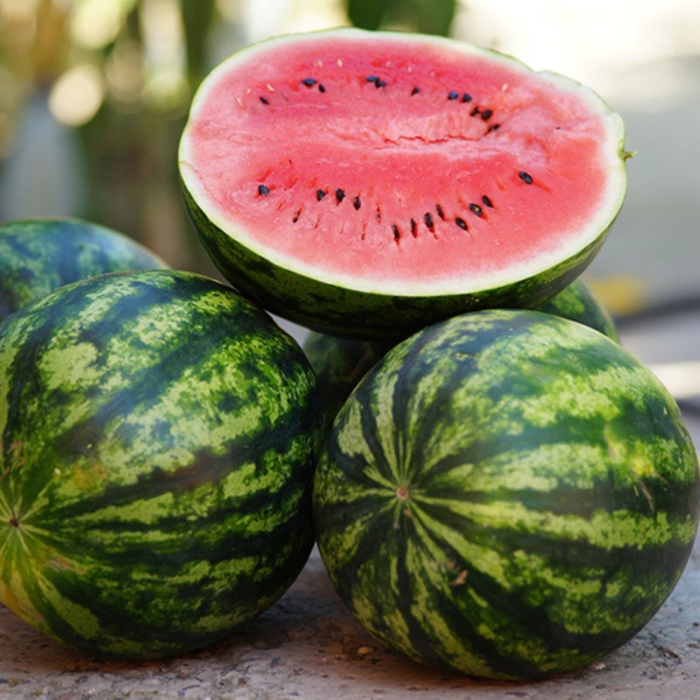 Watermelon Pink Frosty seeds - 5