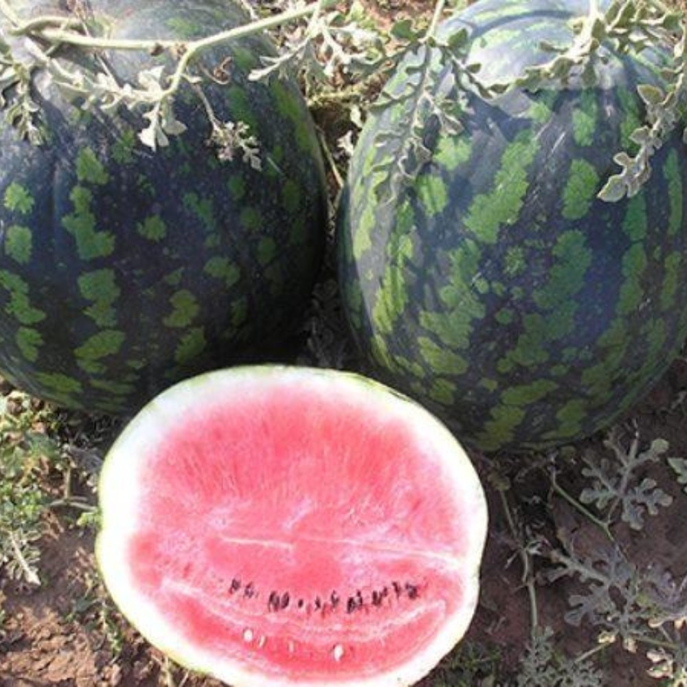 Watermelon Pink Frosty seeds - 5
