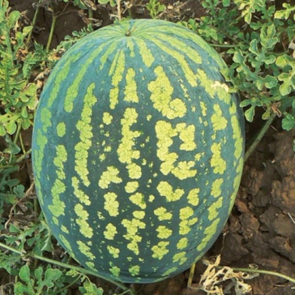 Watermelon Pink Frosty seeds - 5