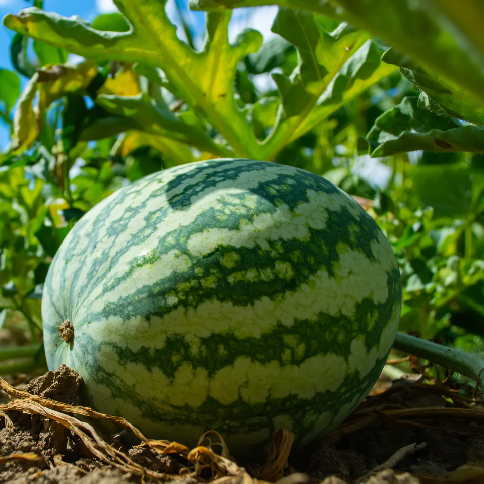 Watermelon Pink Frosty seeds - 5