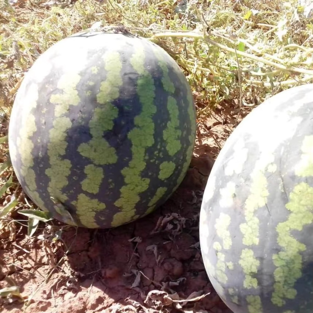 Watermelon Pink Frosty seeds - 5