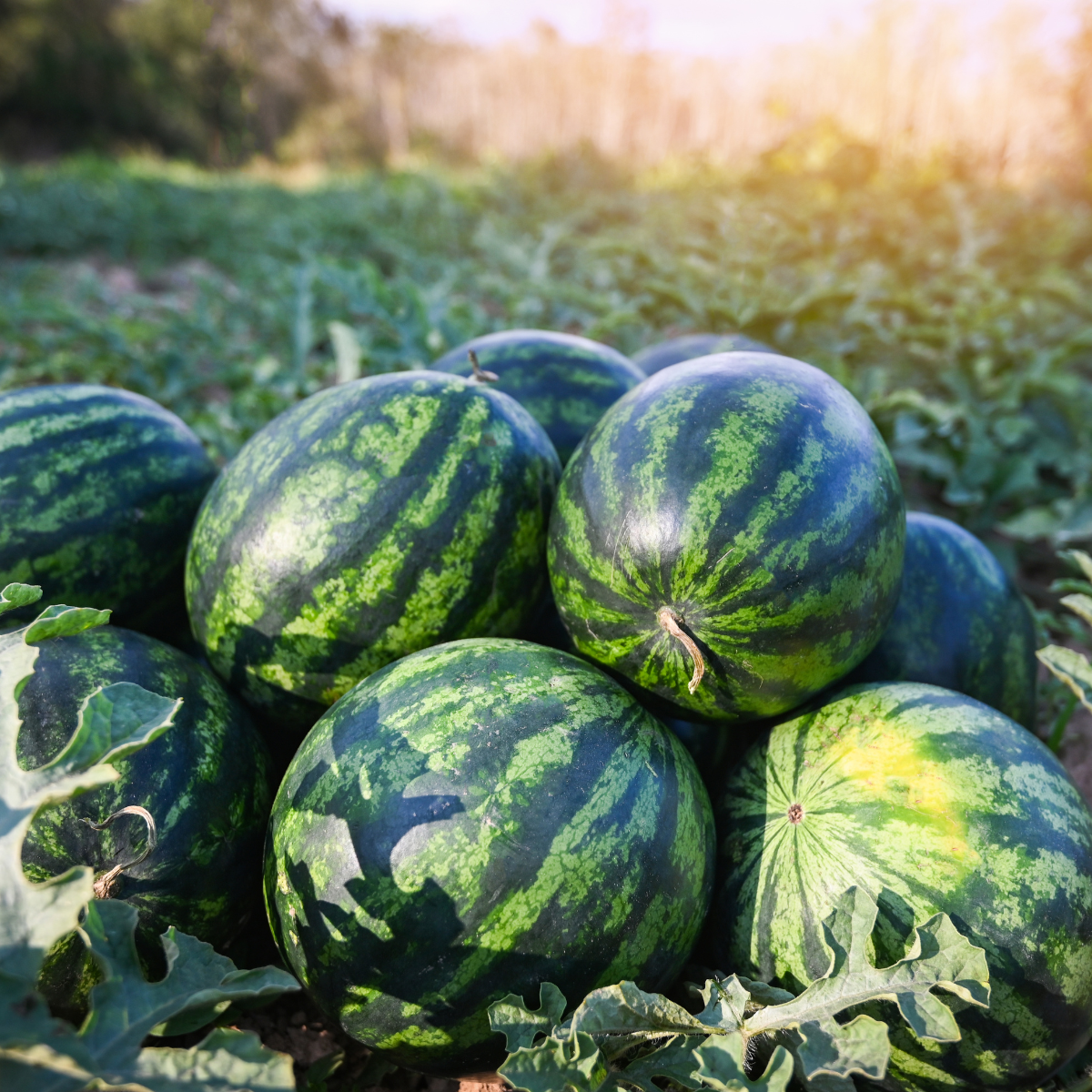 Yellow Watermelon seeds - 5