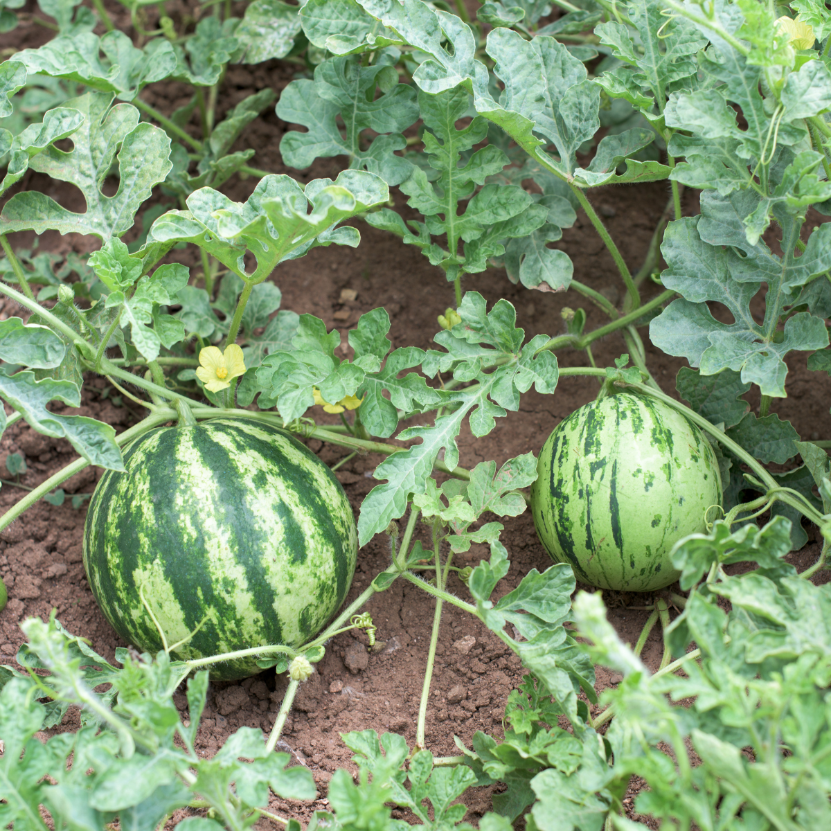 Yellow Watermelon seeds - 5