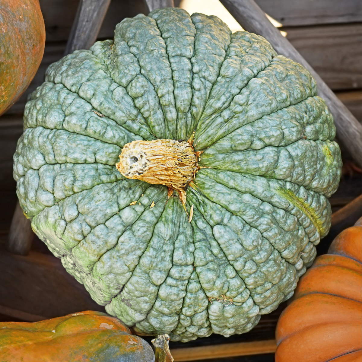Pumpkin Marina di Chioggia seeds - 5