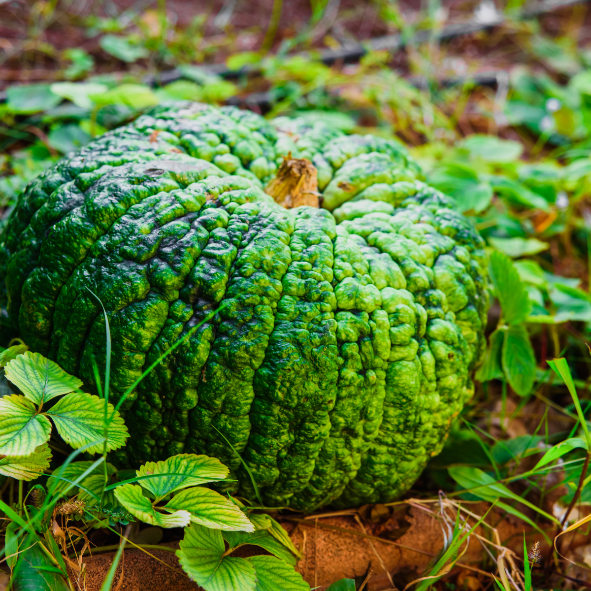 Pumpkin Marina di Chioggia seeds - 5