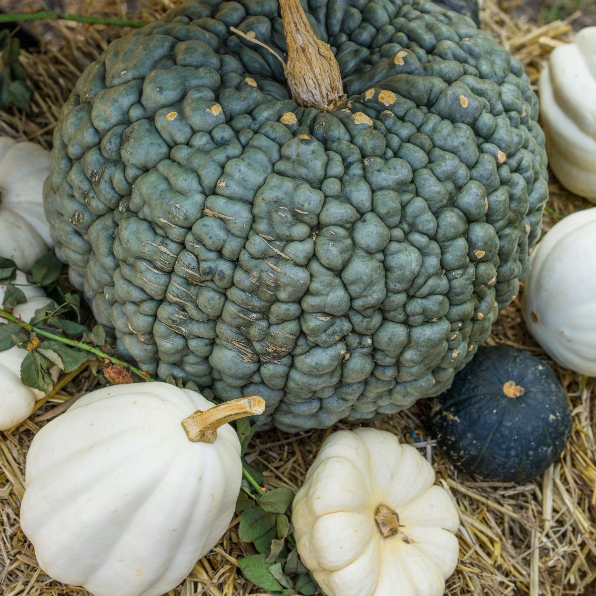 Pumpkin Marina di Chioggia seeds - 5