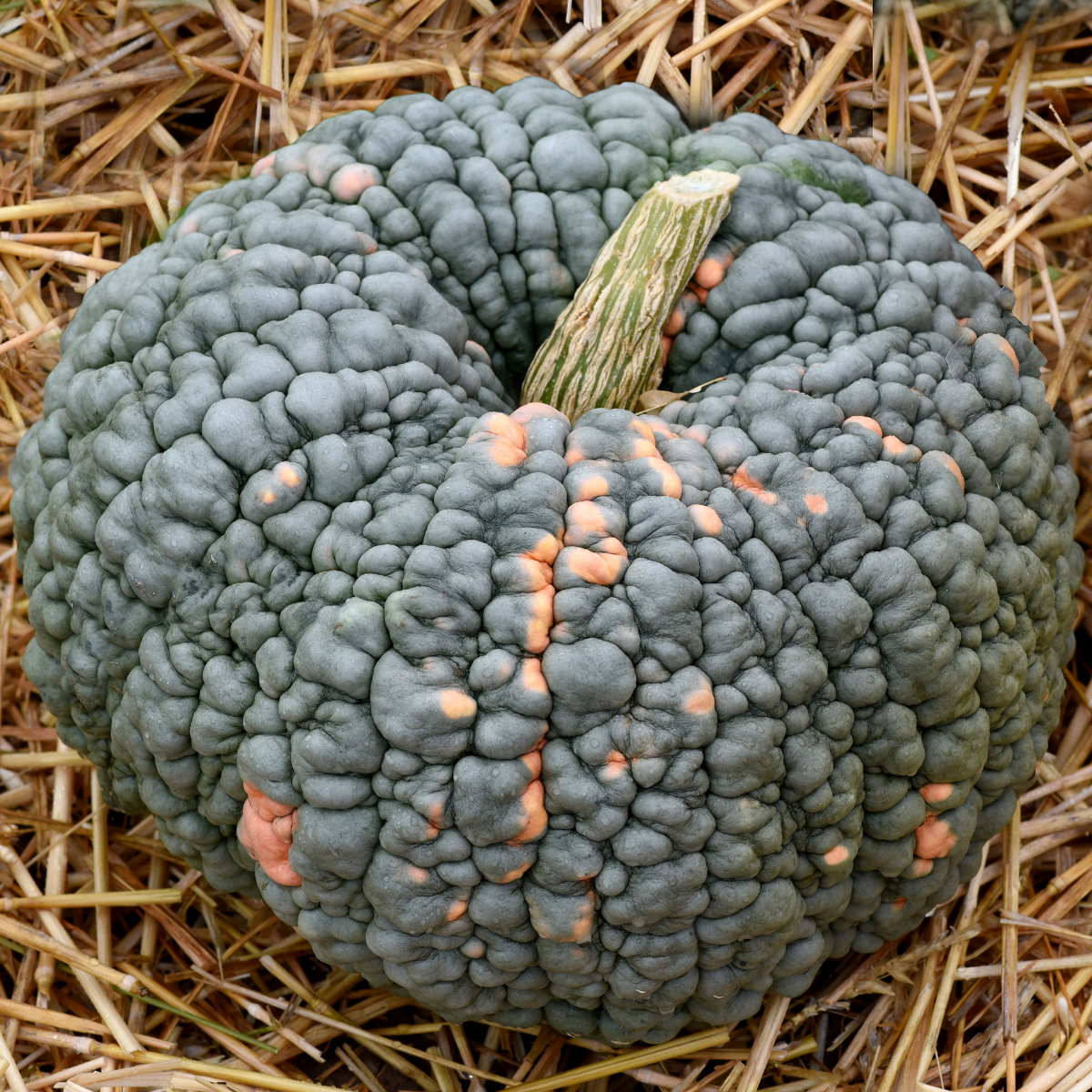 Pumpkin Marina di Chioggia seeds - 5