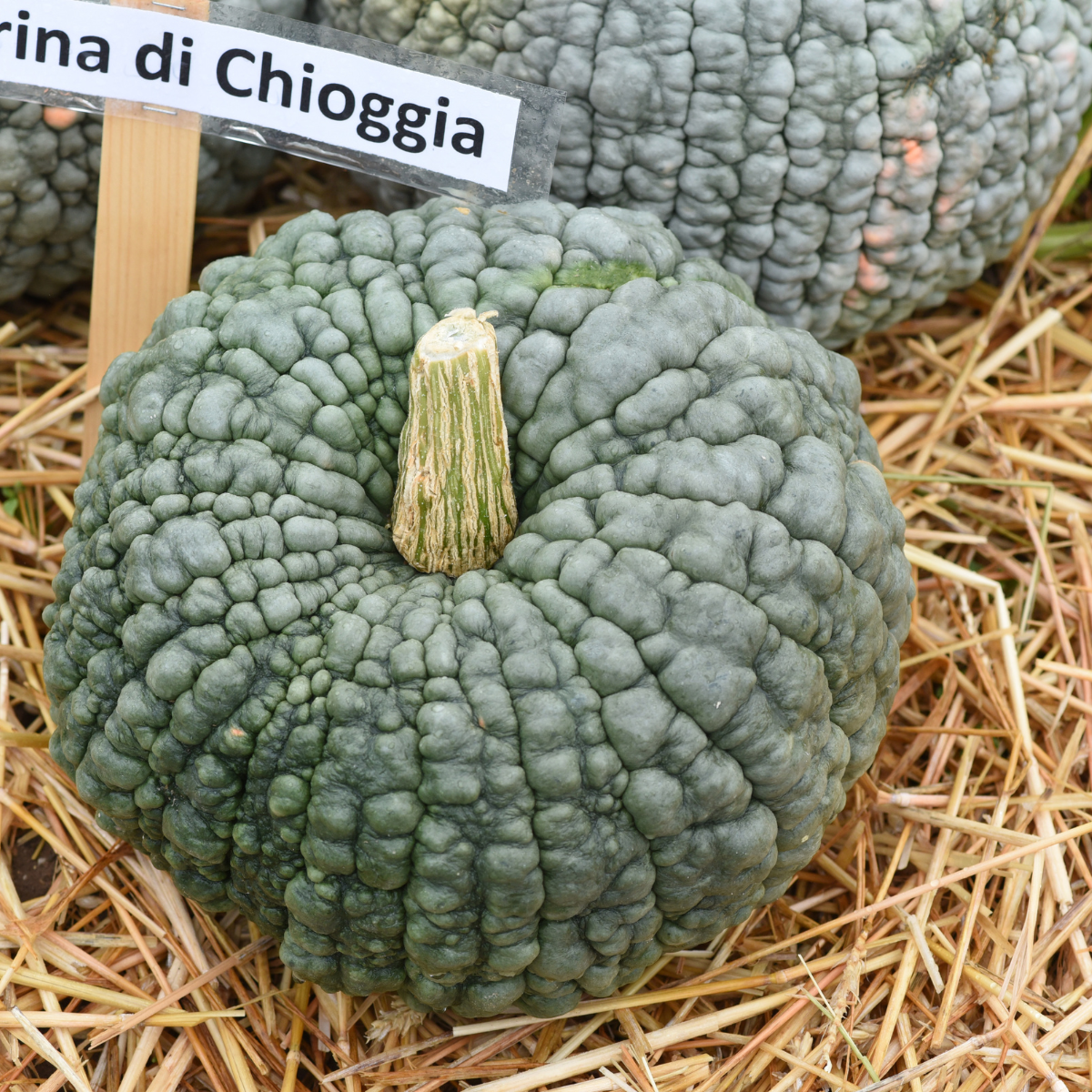 Pumpkin Marina di Chioggia seeds - 5