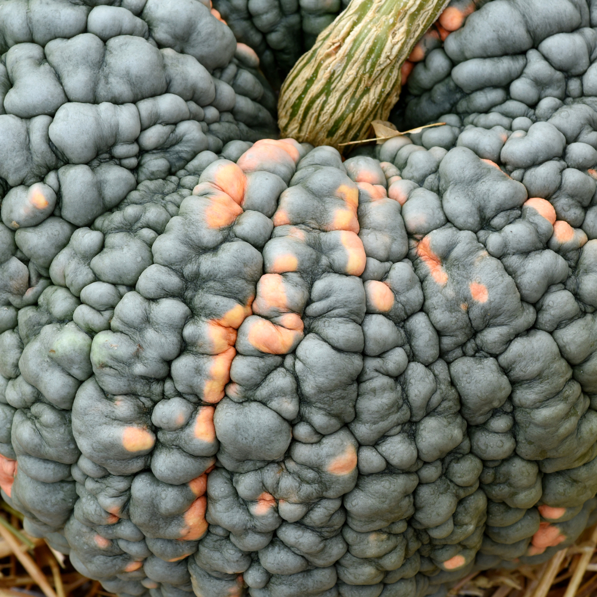 Pumpkin Marina di Chioggia seeds - 5