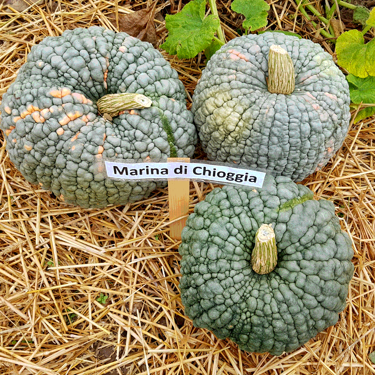 Pumpkin Marina di Chioggia seeds - 5