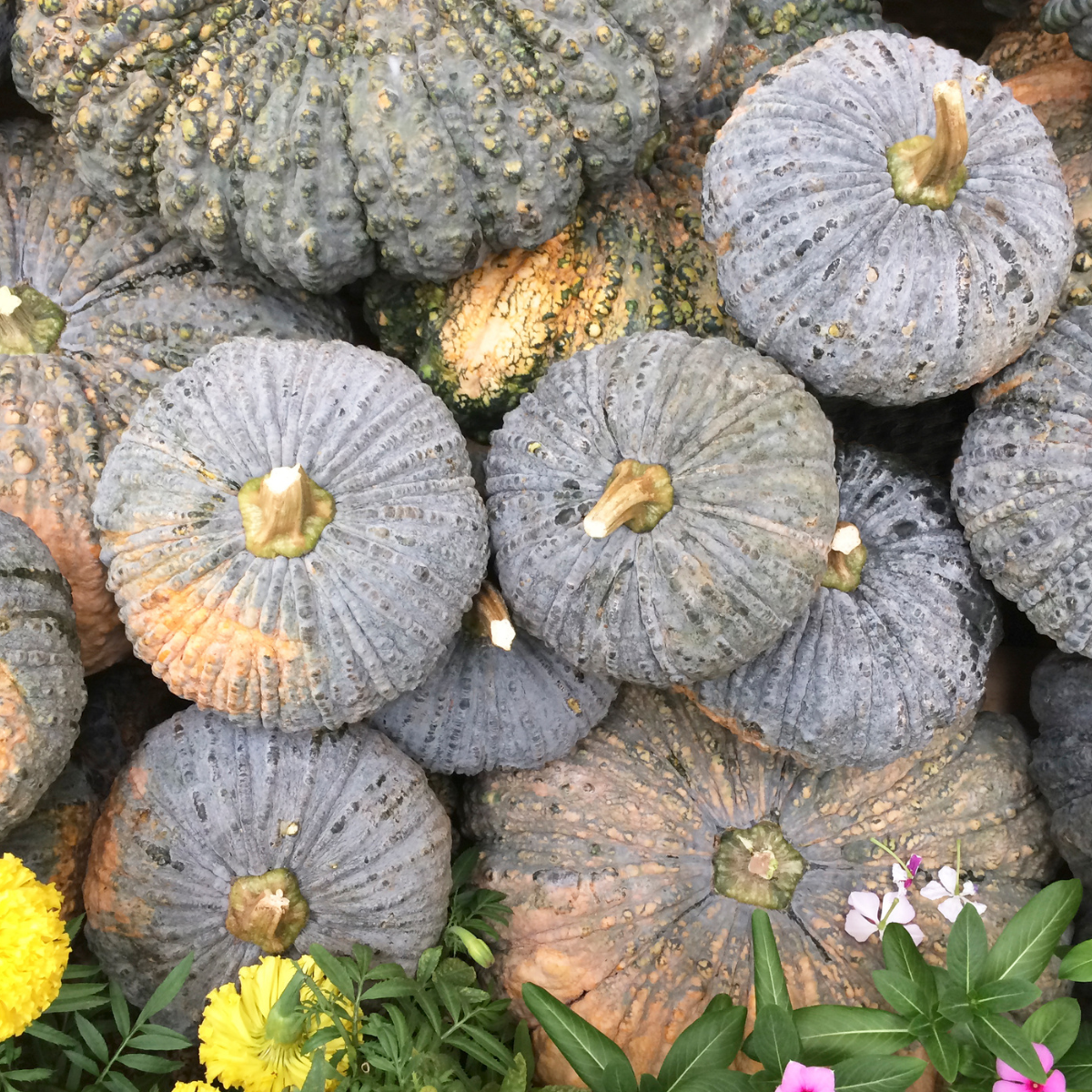 Pumpkin Marina di Chioggia seeds - 5