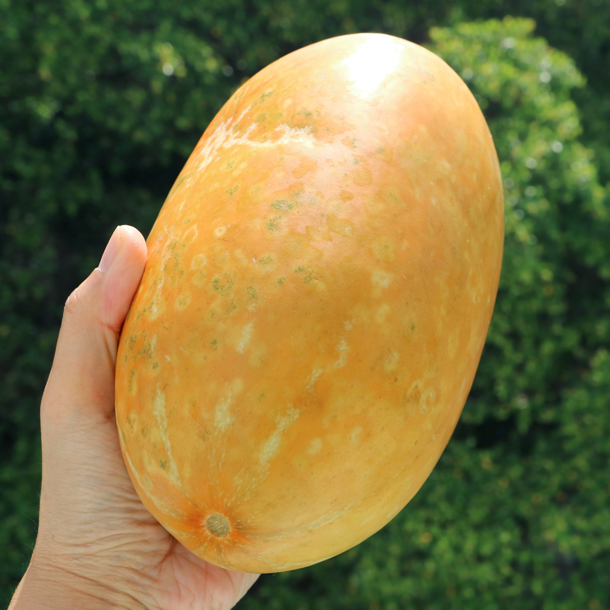 Thai Melon seeds, Honey Melon - 20