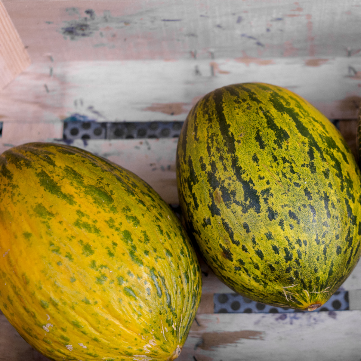 Thai Melon seeds, Honey Melon - 20