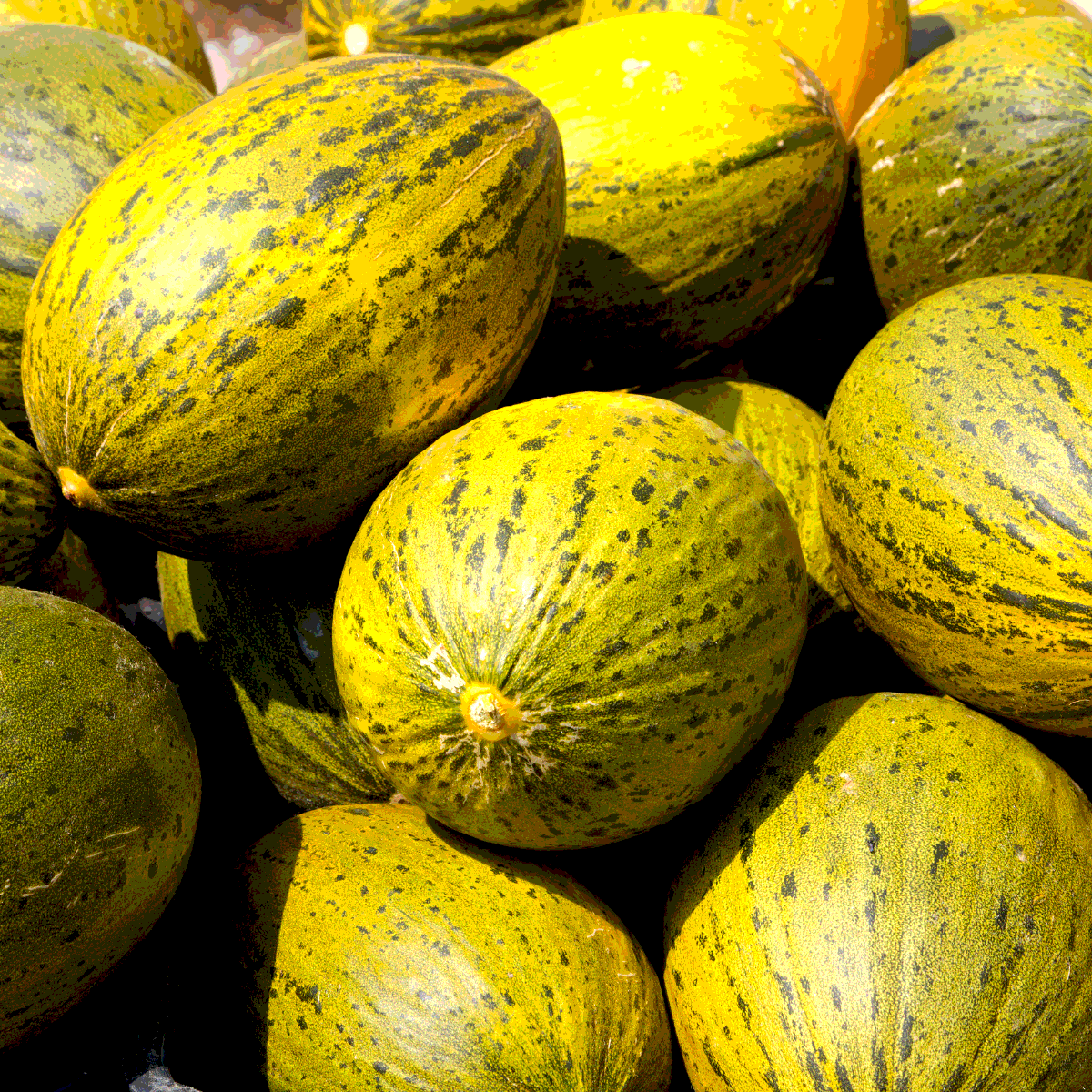 Thai Melon seeds, Honey Melon - 20