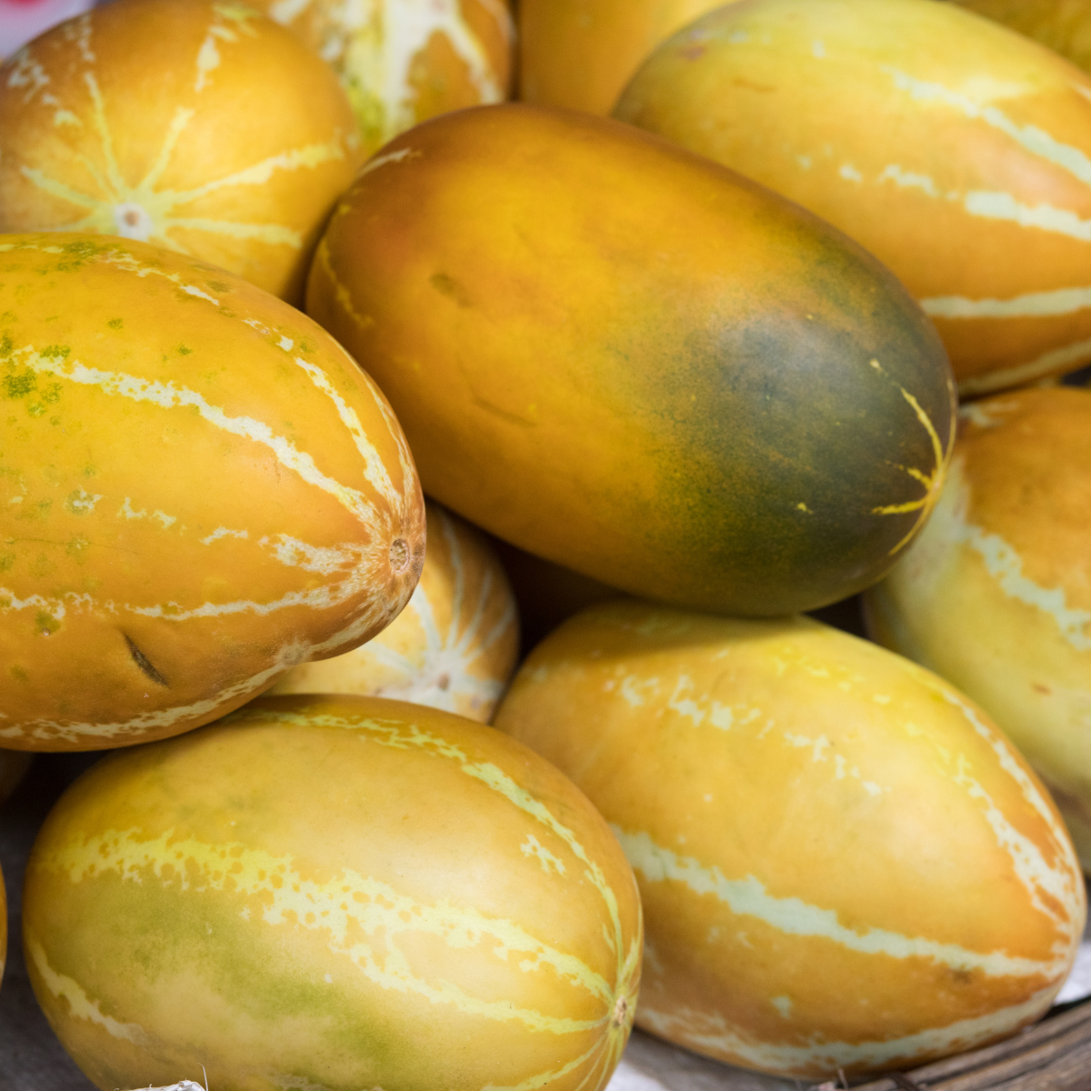 Thai Melon seeds, Honey Melon - 20