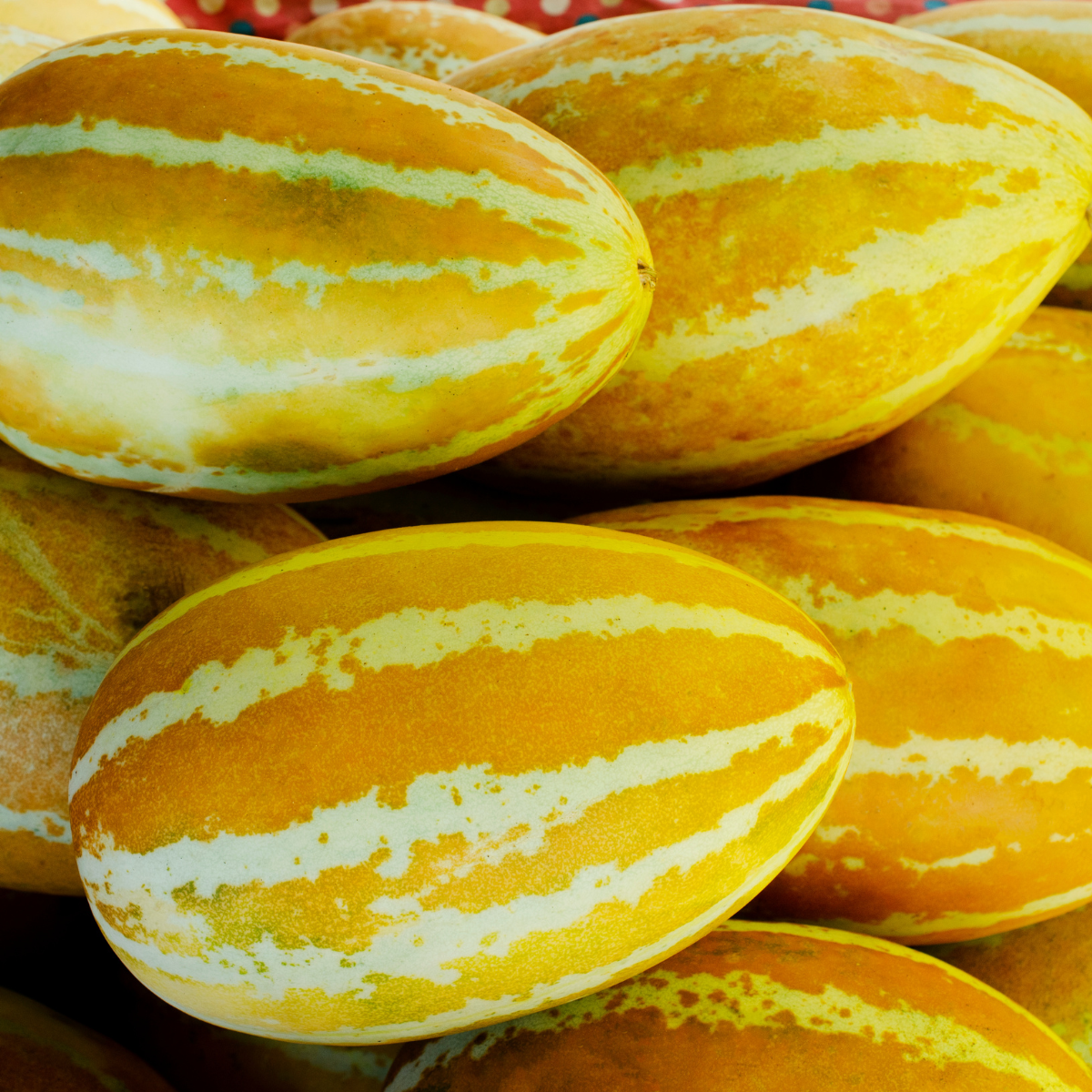 Thai Melon seeds, Honey Melon - 20