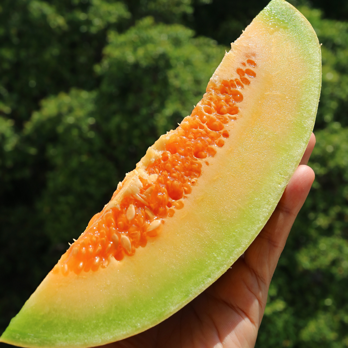 Thai Melon seeds, Honey Melon - 20