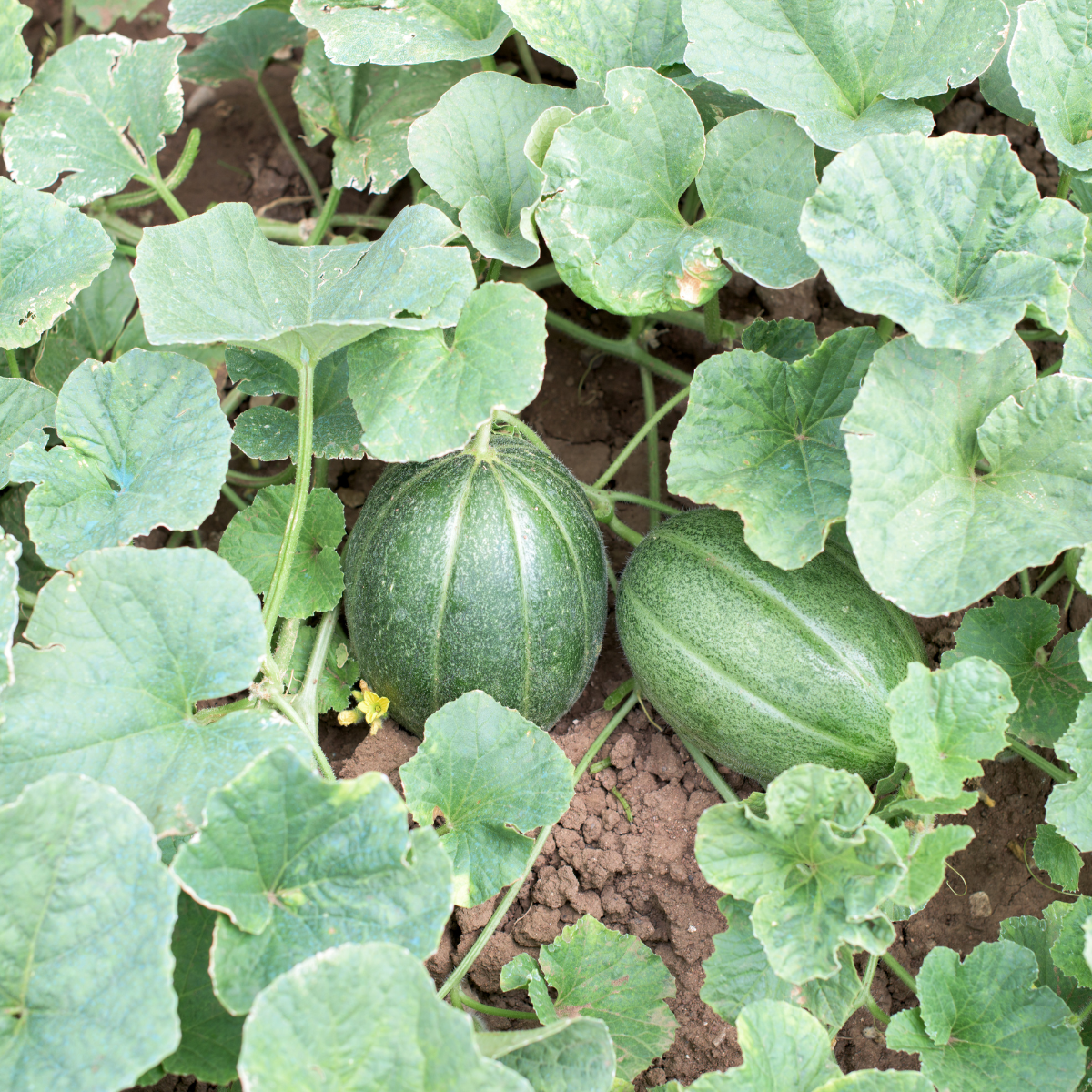 Thai Melon seeds, Honey Melon - 20